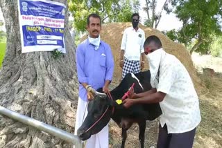 மாடுகளின் வாய் மற்றும் கால்களை பாதிக்கும் கோமாரி நோய்