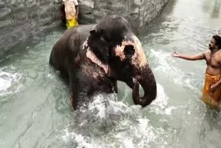 Thiruvanaikaval Jambukeswarar Temple elephant bath