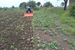 Cabbage crop spoiled due to rain