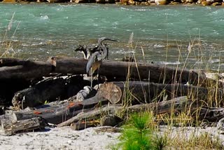 Rare white-bellied heron spotted in Arunachal Rare white-bellied heron heron Arunachal അരുണാചലിൽ അപൂർവയിനം ഹെറോണ്‍ പക്ഷിയെ കണ്ടെത്തി ഹെറോണ്‍