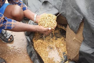 Grain Soaked due to heavy rain in nirmal