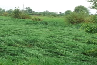 Farmers are facing loss due to storm 