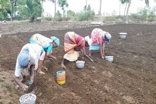 Perambalur Farmers Starts adipatta vithaipu panikal