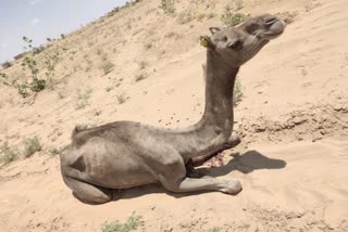 Camel beaten badly Jaisalmer