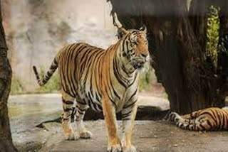 tiger-straying-in-human-habitats-quarantined-at-national-park