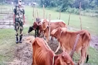 CBI raid to curb cattle smuggling