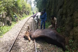 Bison Death In Coonoor