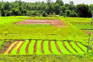 Agricultural activity of arakalagudu