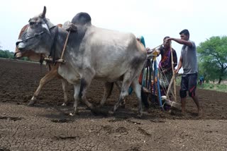 Kharif seed sowing hingoli