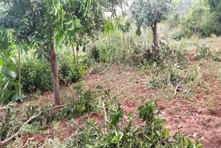 mango plants