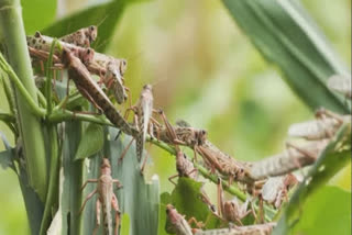 District administration alert on grasshopper attack in Deoghar