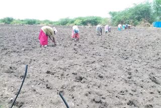 Farmers who started rainfed sowing in Perambalur