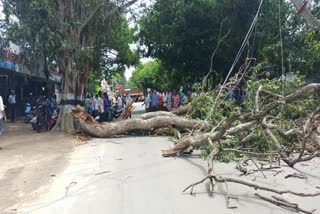  Tree damage in pollachi 