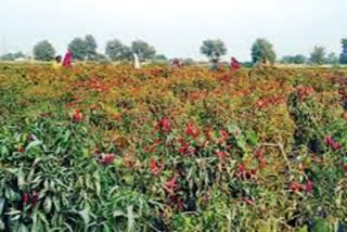 mirchi seeds