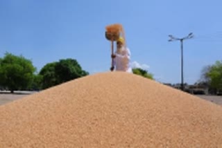 Madhya Pradesh number one in wheat procurement on support price