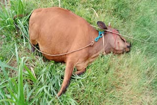 Cow dies after stepping on a power line near Ambur