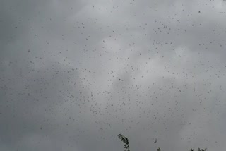 locust attacked in mahoba