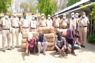 3 quintal cannabis seized Amravati, गांजा जप्त वलगाव