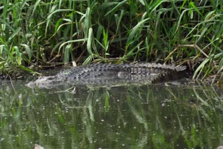 Crocodile found in solapur