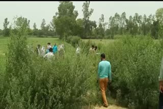 dead body found in field  