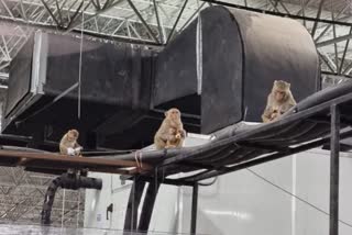 baboon-cutouts-to-counter-monkey-menace-at-covid-centre