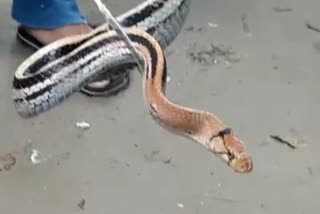 Rare type of snake recover in Alipurduar