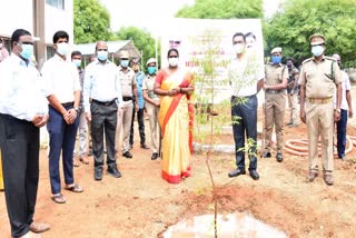 தருமபுரி வனத்துறை சார்பில் ஆயிரம் மரக்கன்றுகள் நடும் பணியை மாவட்ட ஆட்சியர் திவ்யதர்ஷினி தொடங்கி வைத்தார். 