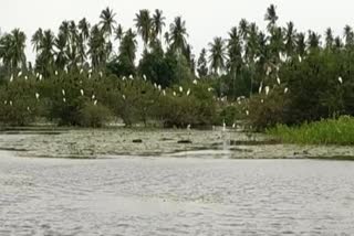 foreign  birds flock to Tanjore for rainy season 