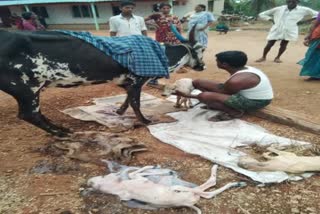 Cow gave birth to tree calf to in mysore