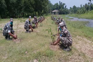 Planting at Bibipesra Camp