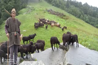 Sheep spinach rudraprayag news