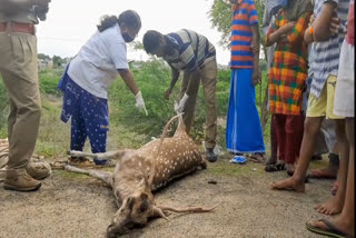 Deer Dead In Paramakudi 