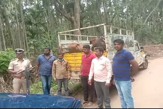 Illegal cow transport two arrested