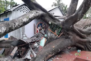 Dinhata, Boxirhat area are damaged by the storm