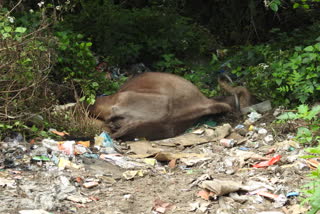 forest guard investigate about Wild water buffalo dead in Dindigul