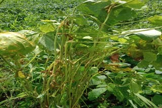 Farmers upset with yellow mosaic in soybean