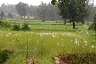 Rains in shahdol