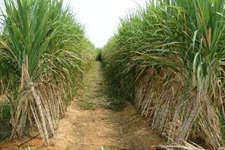 sugar cane crop