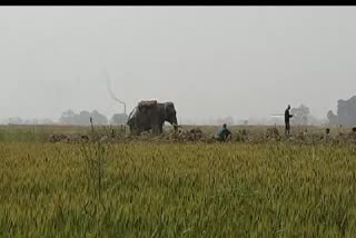  Elephant Panic in pakwalia