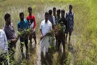 Soybean crop deteriorated due to worm