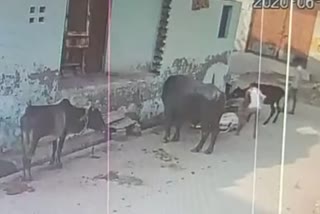 two young man calf beaten to death