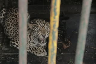 Female leopard trapped in a cage in tirunelveli district