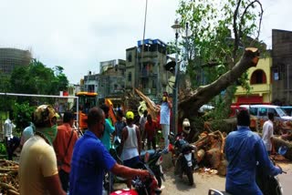 restoring the fallen trees