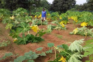 Anti-social elements ruined papaya crop