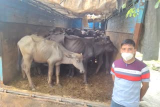 Truck loaded with cattle seized in Hazaribag