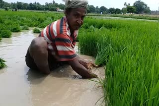 Kharif crops Cultivation Works Intensified