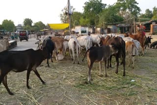 green fodder and water given to cow