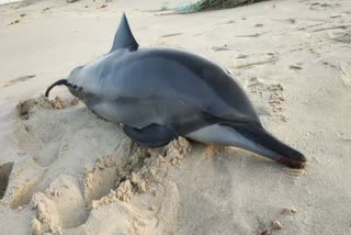  A five-foot-long dolphin has died off the coast of Dhanushkodi