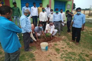 plantation program. 