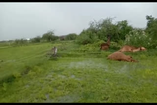 5 cows died in electric shock in Chennai